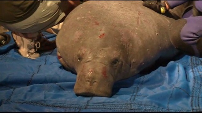 19 manatees rescued after wedging themselves into drainpipe