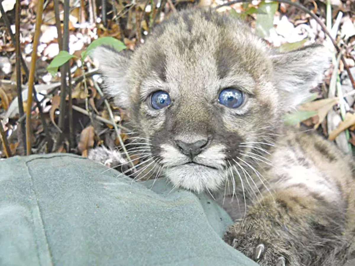 Image: Best Cute Animals in Real Life