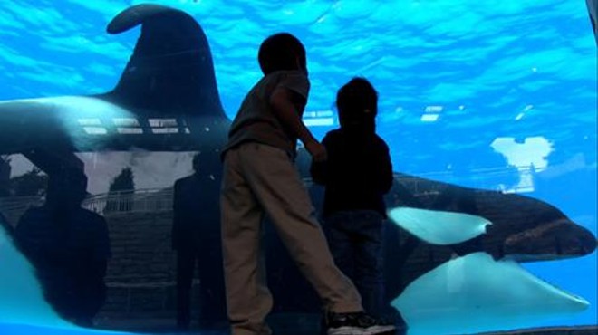 Dear Film Critic: SeaWorld vs. "Blackfish", a documentary about Tilikum the whale and the death of trainer Dawn Brancheau