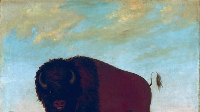 From the exhibition "George Catlin's American Buffalo"