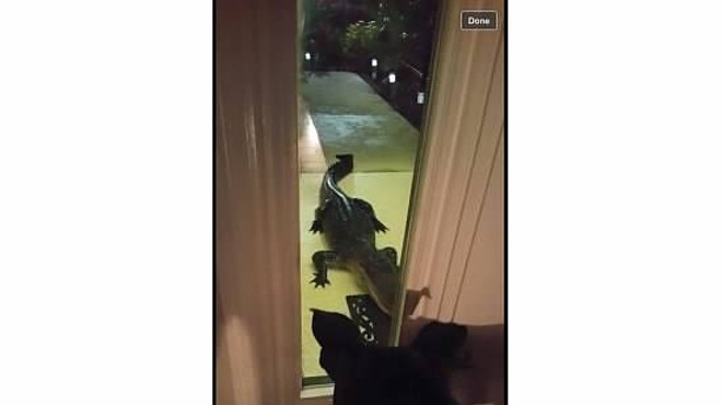 Good boy! Dog alerts Florida family to 7ft gator at front door