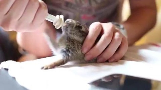 Happy Tuesday! This baby bunny is way more excited to drink his milk than you are to go to work