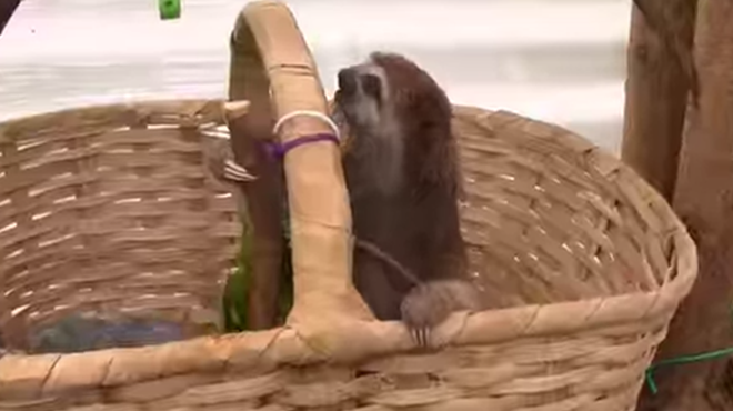 Happy Wednesday! Here's what a sloth sounds like!