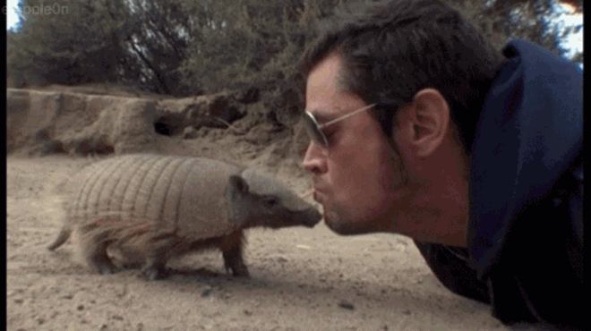 Leprosy on the rise in Florida, don't kiss any armadillos