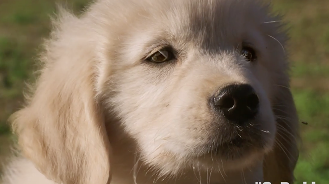 Irate animal lovers want GoDaddy to ditch tasteless SuperBowl commercial