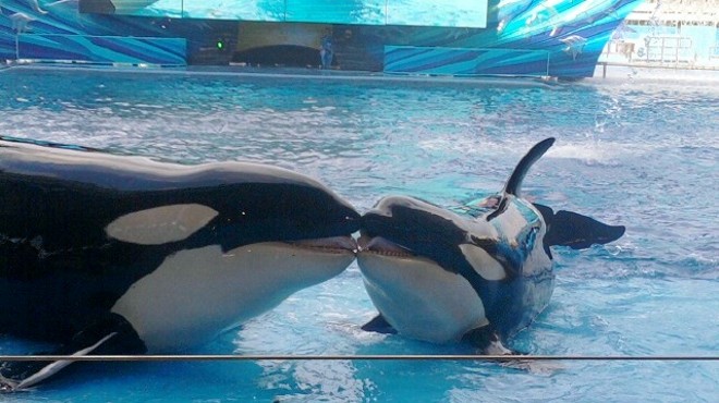 PETA is a SeaWorld shareholder, and they're suggesting that the company invest in orca sanctuaries
