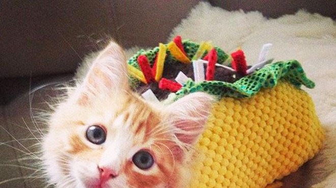 Today only you can adopt a $5 cat for 'Cinco de Meow'