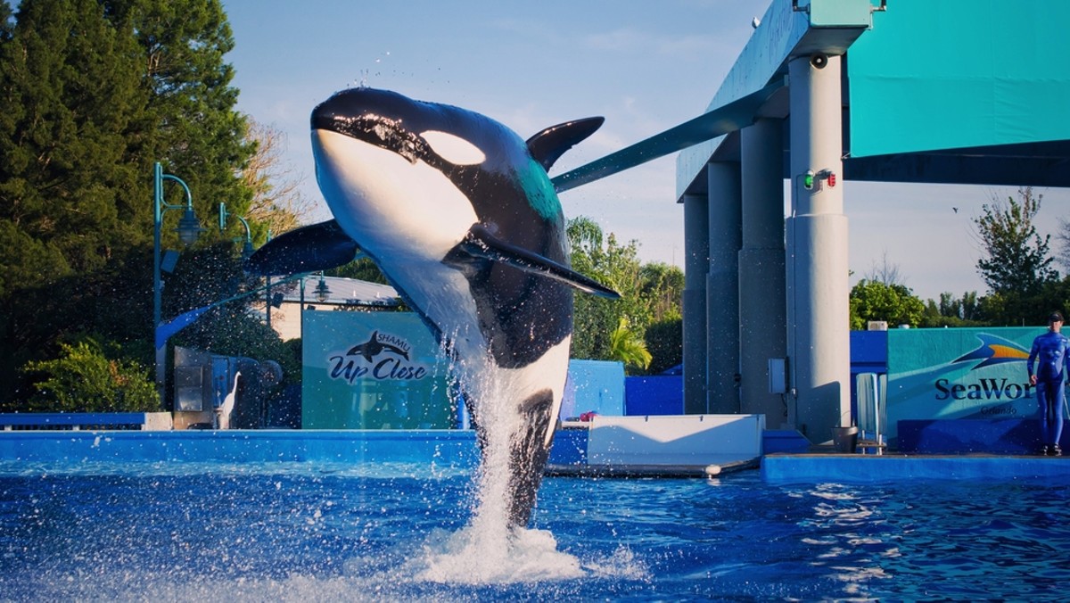 Here's how SeaWorld can stay above water