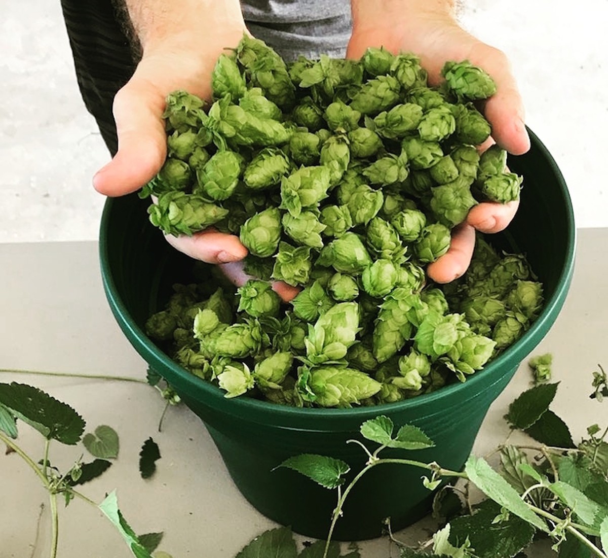 A handful of hops grown in Florida