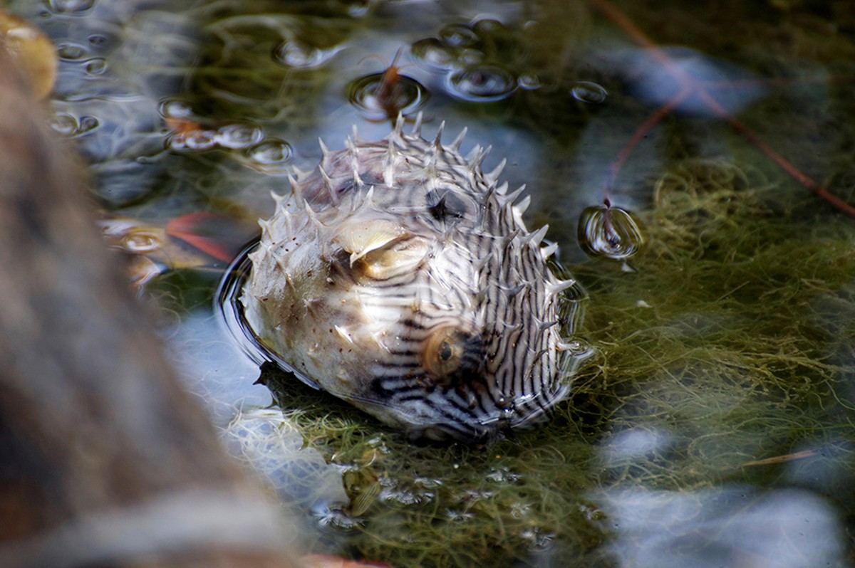 FWC releases fish worth thousands of dollars