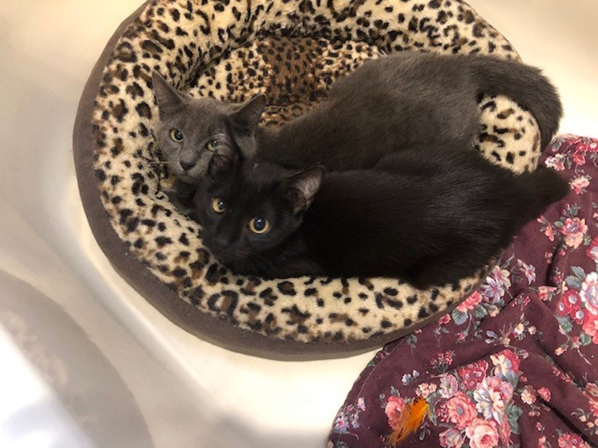 Gimme Shelter: Meet Sully and Sabrina!