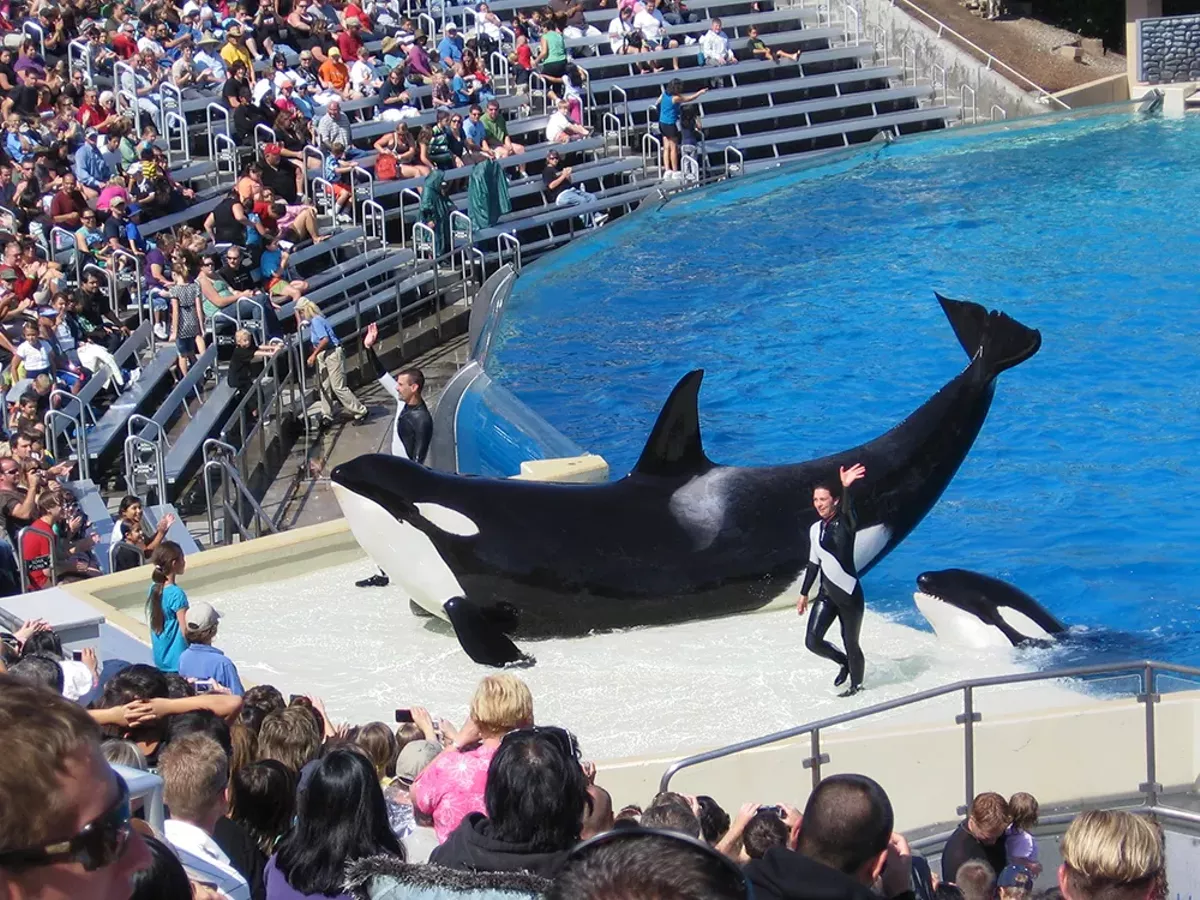 Image: Best News for Orca Advocates