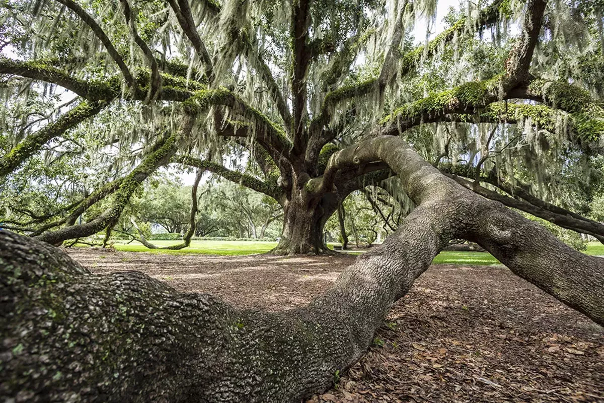 Image: Best Tree