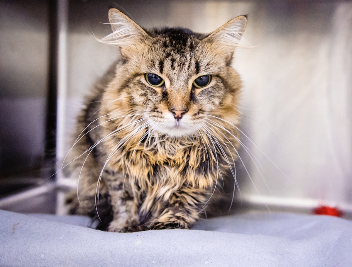 Meet James Pawsten! He's a rather handsome 6-year-old who would love to come home with you