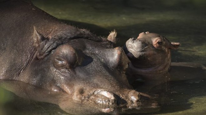 A baby hippo was born at Disney's Animal Kingdom last night