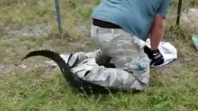 Florida man finds alligator outside his home, decides to wrestle it