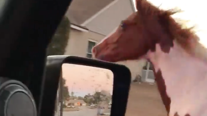 Escaped horse refuses to pull over for Florida deputy