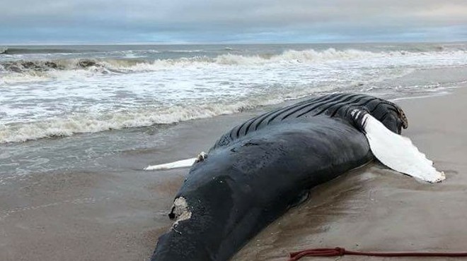 Florida officials are just going to leave this massive humpback whale carcass on the beach