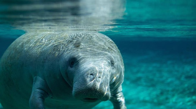 35 Florida manatees died due to cold weather last month