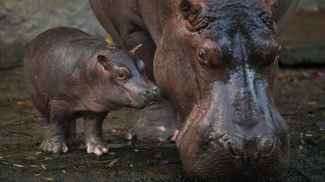 Disney introduces new burly boy hippo