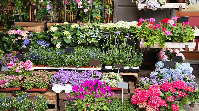 Snag some landscaping essentials at Leu Gardens' annual plant sale this weekend