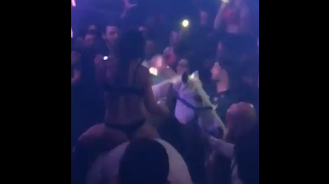 Miami Beach police want to know how this horse got inside a nightclub