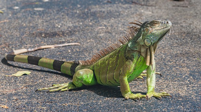 The best way to kill an iguana is to bash its head in, says Florida researchers