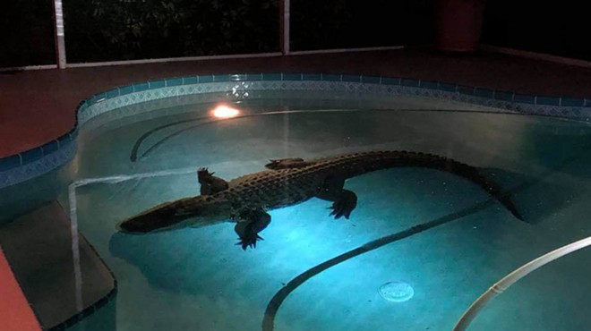 A Florida family had to close their pool last weekend because of an 11-foot gator