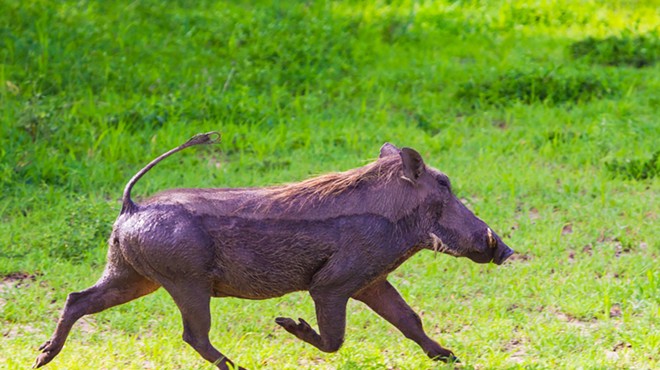Wildlife officials captured an African warthog wandering through a Florida neighborhood