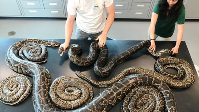 A Burmese python with a tracking device led Florida officials to a record-breaking sex party