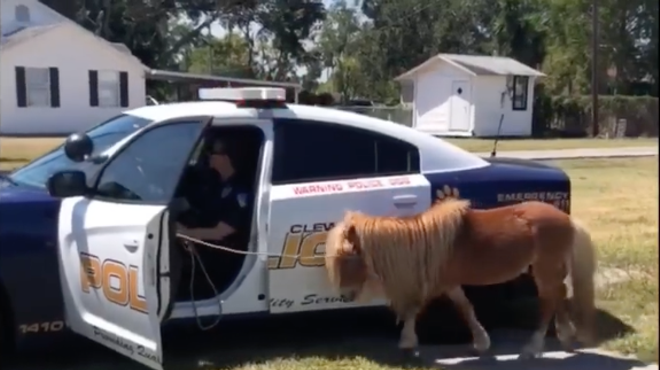 Escaped miniature pony apprehended by Florida police