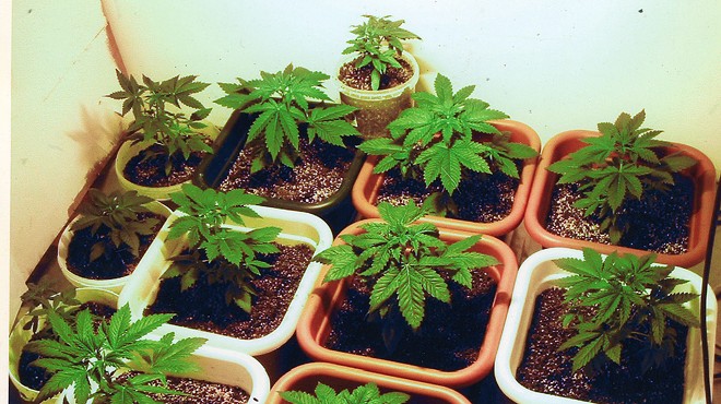 Appeals court blocks 'homegrown' marijuana ruling for Florida patient