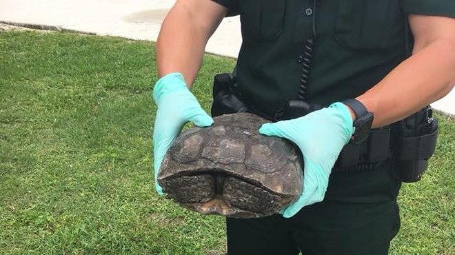 Florida man caught searching for threatened gopher tortoises to eat