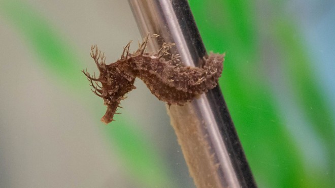 Frito, the tiny Florida seahorse, made a full recovery and was released