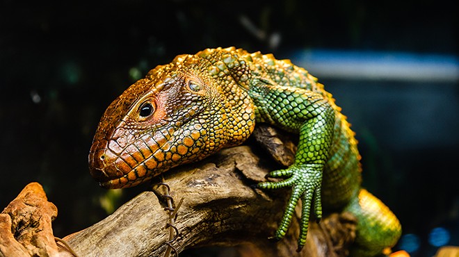 Repticon visits Kissimmee this weekend for all your herpetological needs