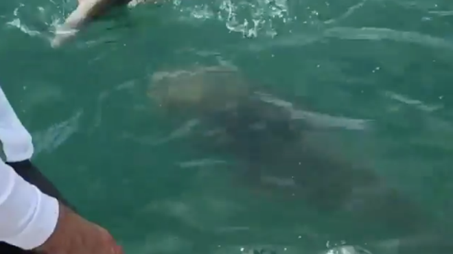 Florida fisherman catches shark, which is then eaten by a 500-pound Goliath grouper