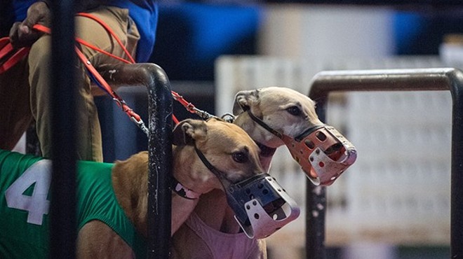 Florida voters will decide whether or not to ban dog racing this November