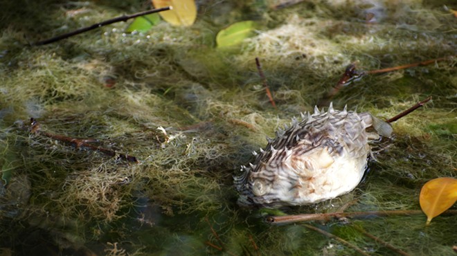 A dead pufferfish found on the edge of Merritt Island near the Banana River lagoon during the fish kill last March.
