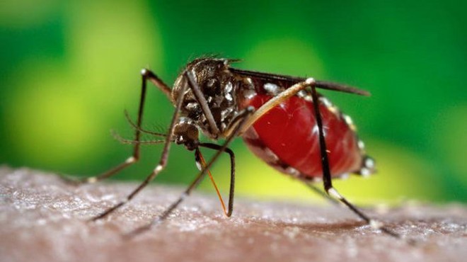 Zika cases in Florida continue slow increase