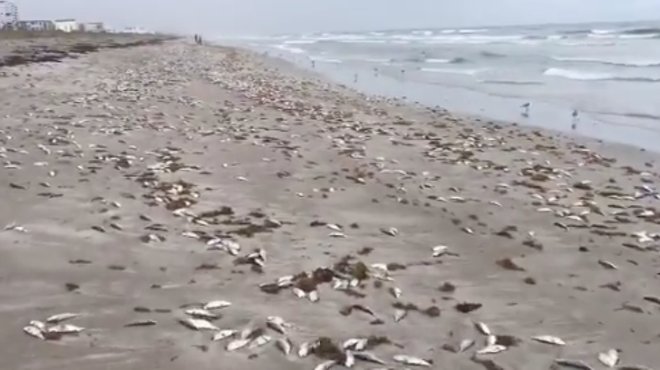 Cocoa Beach is mostly dead fish now