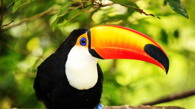 Florida court gives green light to toucan farming lawsuit against Orange County