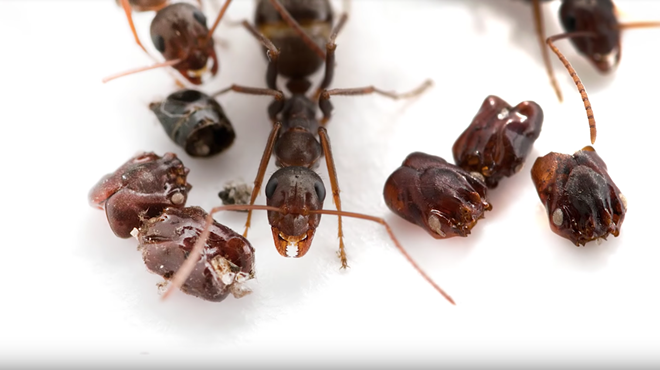 Florida's most metal ant collects the skulls of dismembered enemies to decorate nest