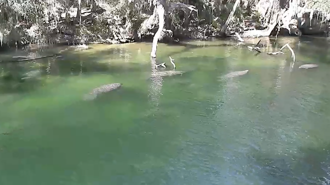 The manatee cam at Blue Spring State Park is going off right now