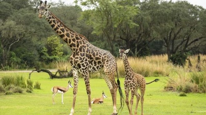 New baby giraffe makes debut at Disney's Animal Kingdom today