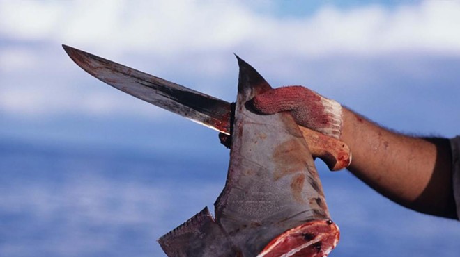 A freshly cut dorsal fin from a scalloped hammerhead shark.
