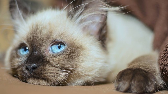 A new cat cafe called 'The Kitty Beautiful' is coming to downtown Orlando and we are here for this