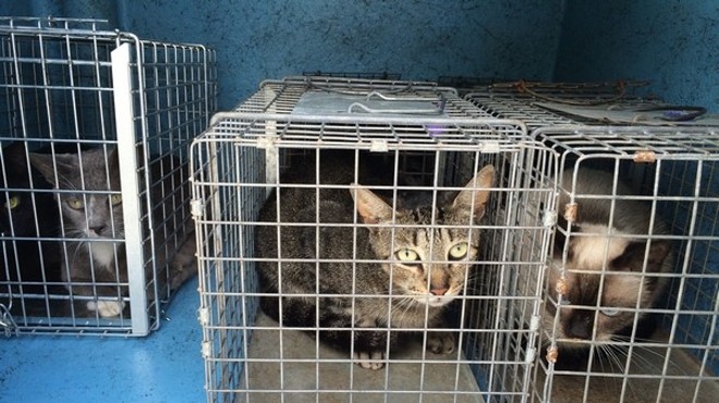 Over 100 cats removed from foul smelling home in Daytona Beach