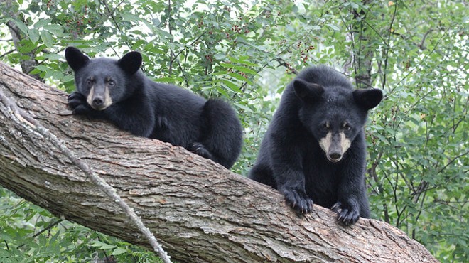 Increased bear activity in Ocala National Forest leads to temporary closures