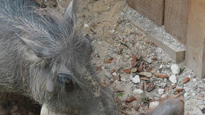 The Central Florida Zoo wants you to name this baby warthog