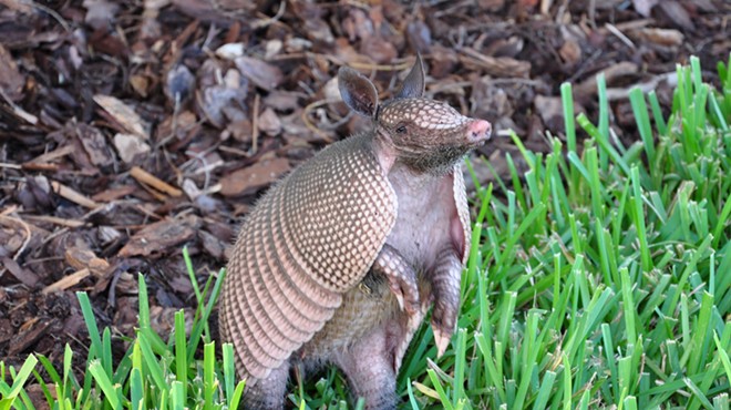 Floridians are getting leprosy from armadillos at a higher rate than normal